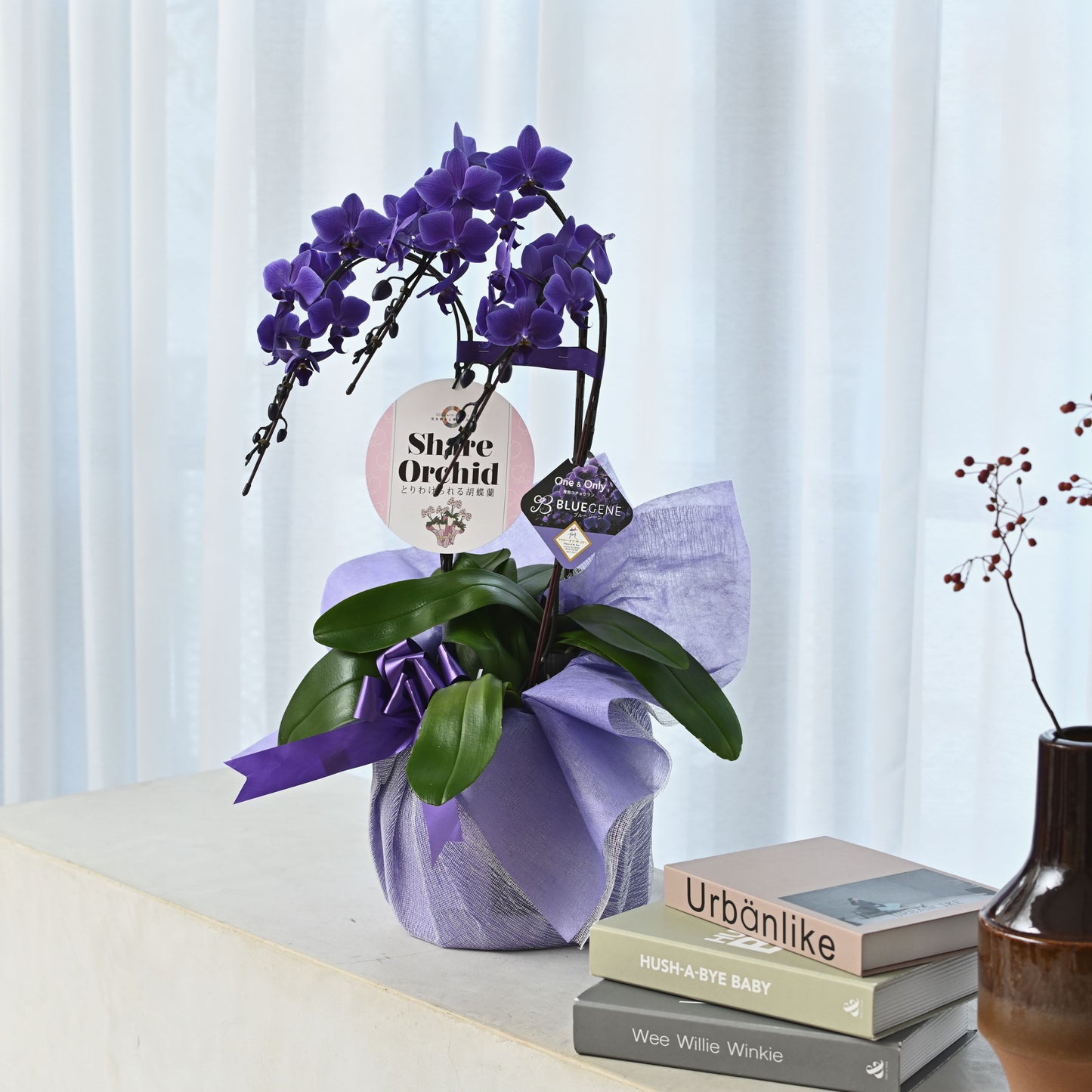 【公式】青色胡蝶蘭ブルージーン3本立鉢　シェアオーキッド／世界初の特別を大切な人に