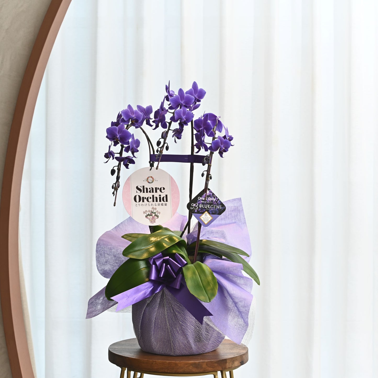 【公式】青色胡蝶蘭ブルージーン3本立鉢　シェアオーキッド／世界初の特別を大切な人に