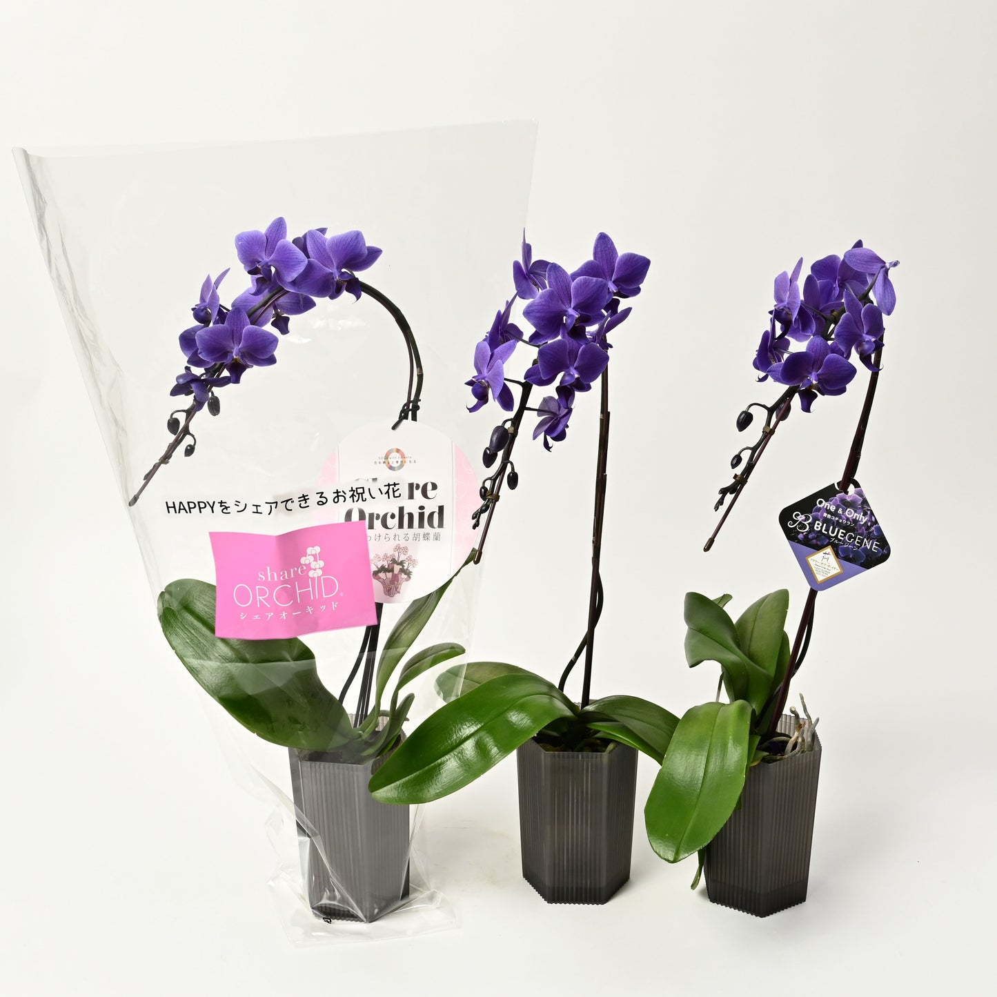 【公式】青色胡蝶蘭ブルージーン3本立鉢　シェアオーキッド／世界初の特別を大切な人に
