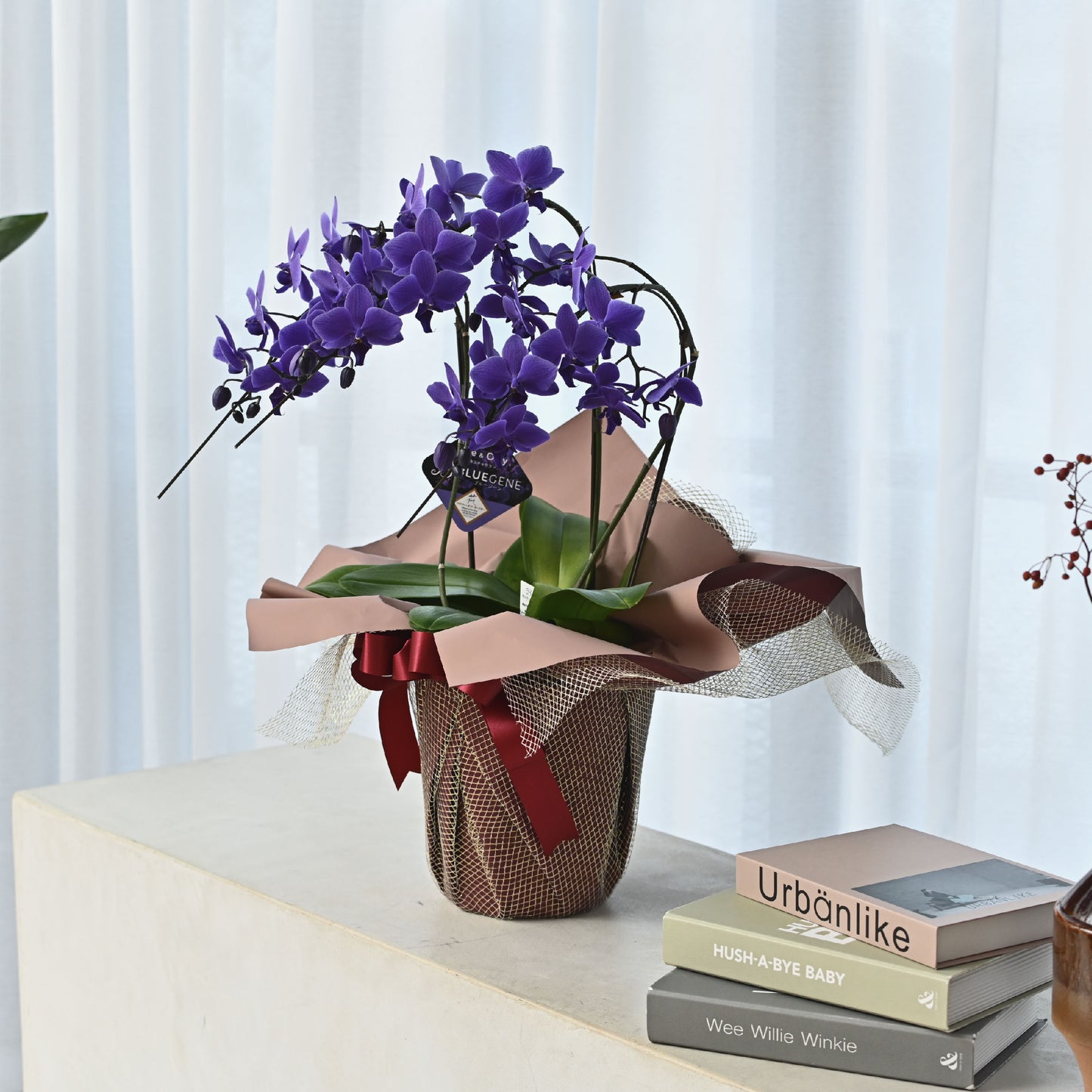 【公式】西日本エリアのお届け限定　輪数35輪以上(蕾含む) 青色胡蝶蘭ブルージーン3本立鉢 ラッピング／世界初の特別を大切な人に