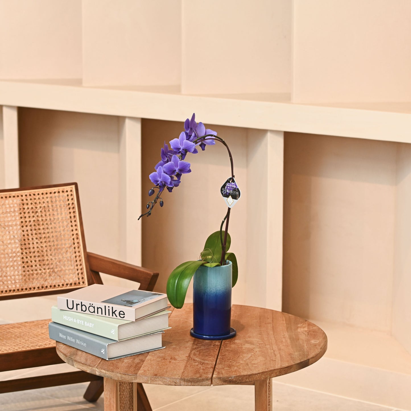 【公式】青色胡蝶蘭ブルージーン1本立鉢　ブルーシリンダー／世界初の特別を大切な人に