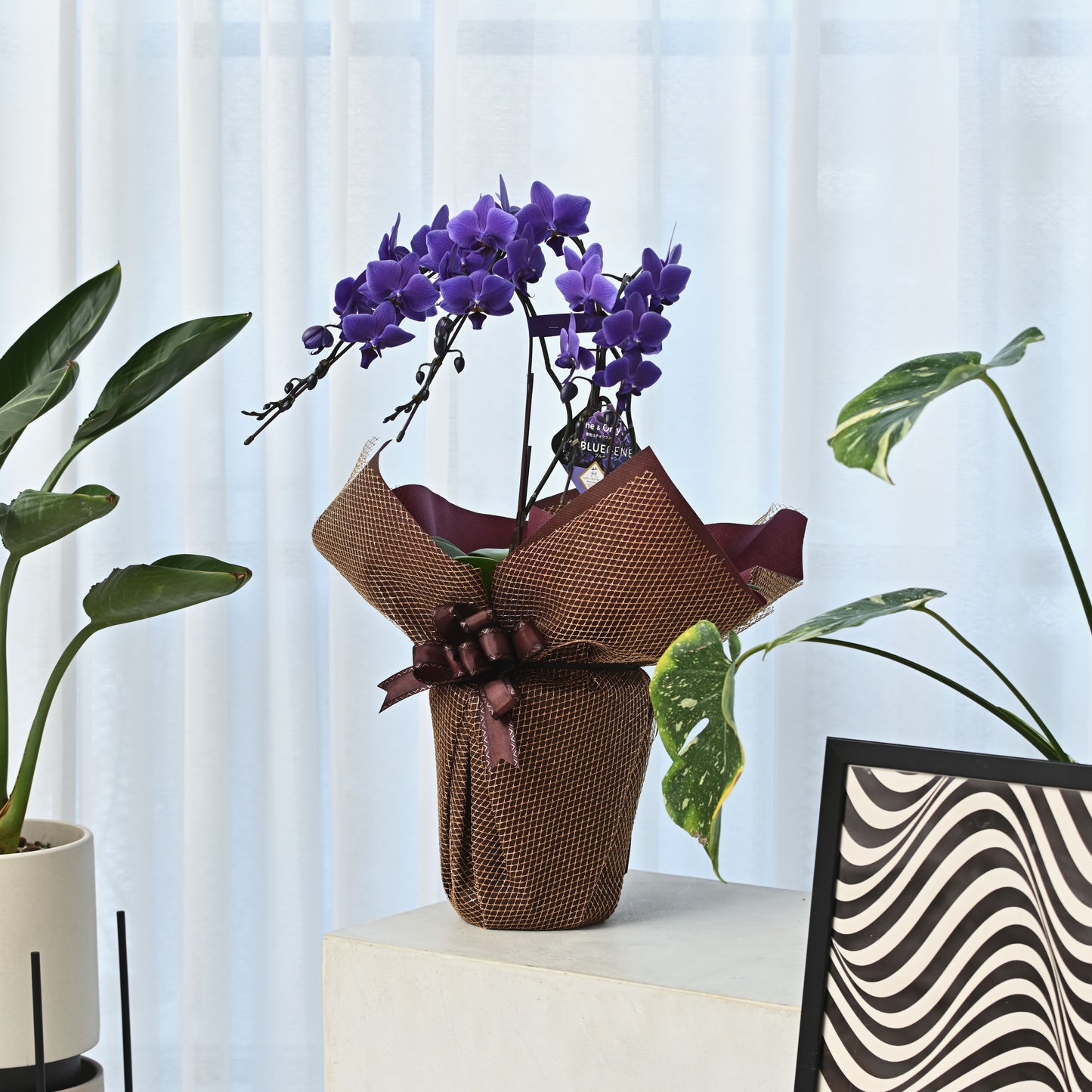 【公式】青色胡蝶蘭ブルージーン3本立鉢 豪華ラッピング／世界初の特別を大切な人に