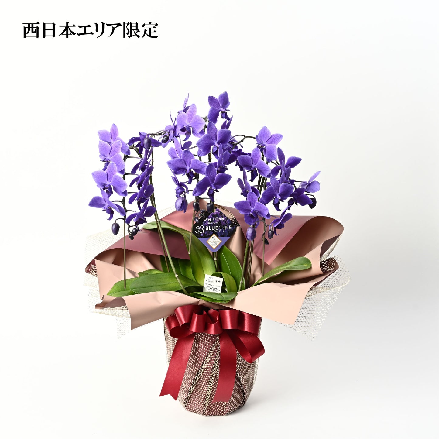 【公式】西日本エリアのお届け限定　輪数35輪以上(蕾含む) 青色胡蝶蘭ブルージーン3本立鉢 ラッピング／世界初の特別を大切な人に